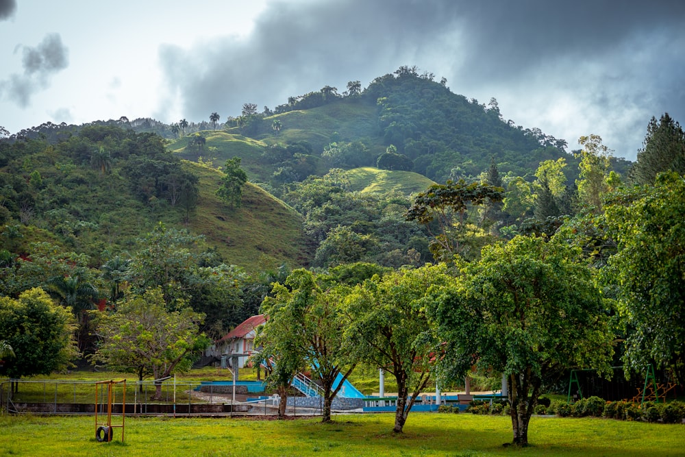 a lush green forest filled with lots of trees