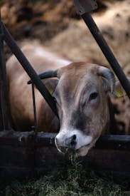 A cow is feeding on hay behind a metal fence. The animal has large, curved horns and light brown fur with a white muzzle. Its left ear is tagged with a yellow label.