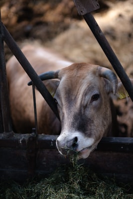 A cow is feeding on hay behind a metal fence. The animal has large, curved horns and light brown fur with a white muzzle. Its left ear is tagged with a yellow label.