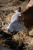 Close-up of a gentle cow with clean, shiny coat standing near the feeding trough.