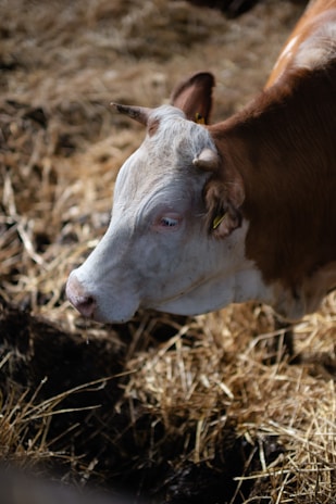 A cow with a white and brown coat stands against a backdrop of straw, looking slightly downward. The sunlight illuminates its face, highlighting the texture of its fur and the straw beneath.