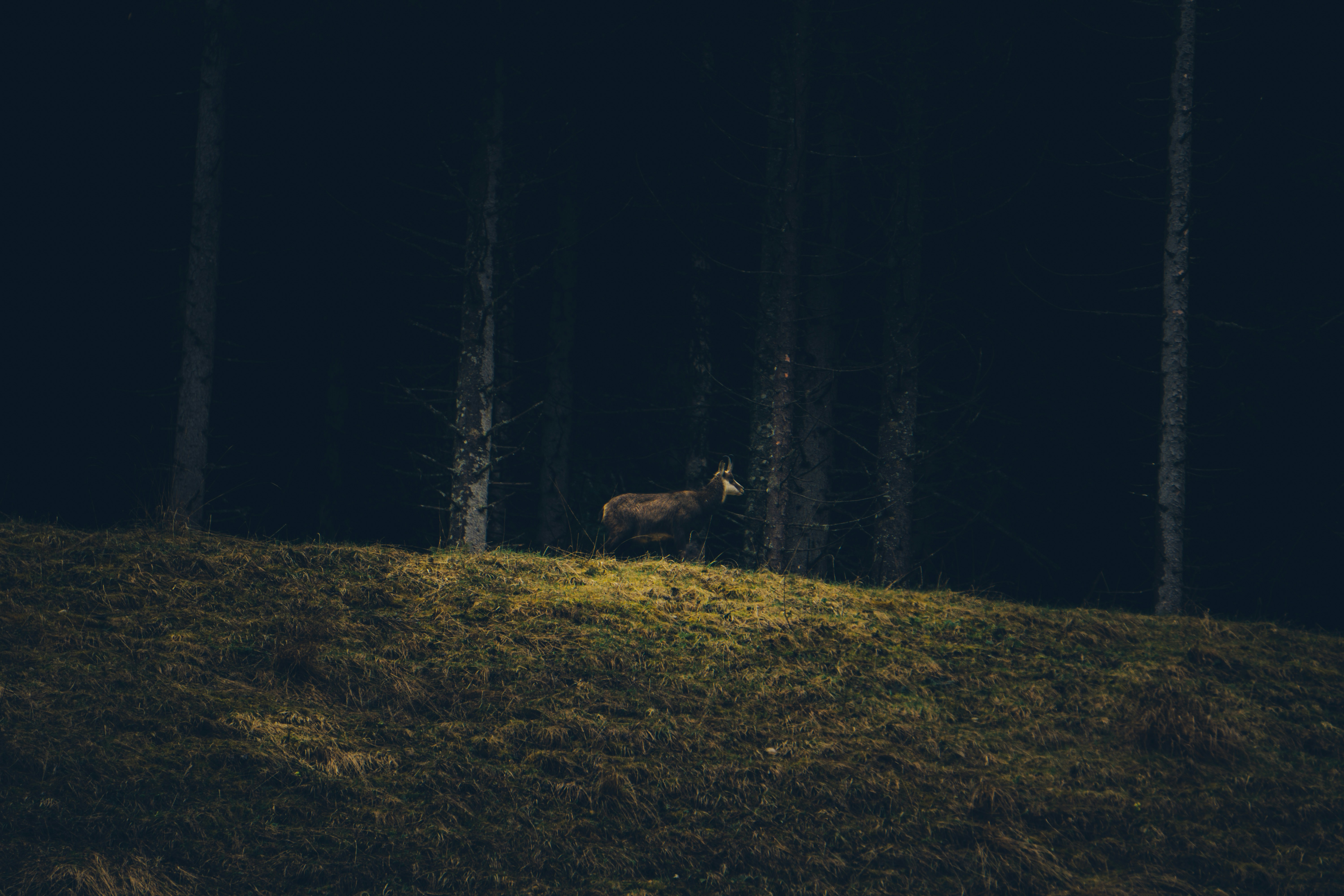 a deer standing in the middle of a forest at night