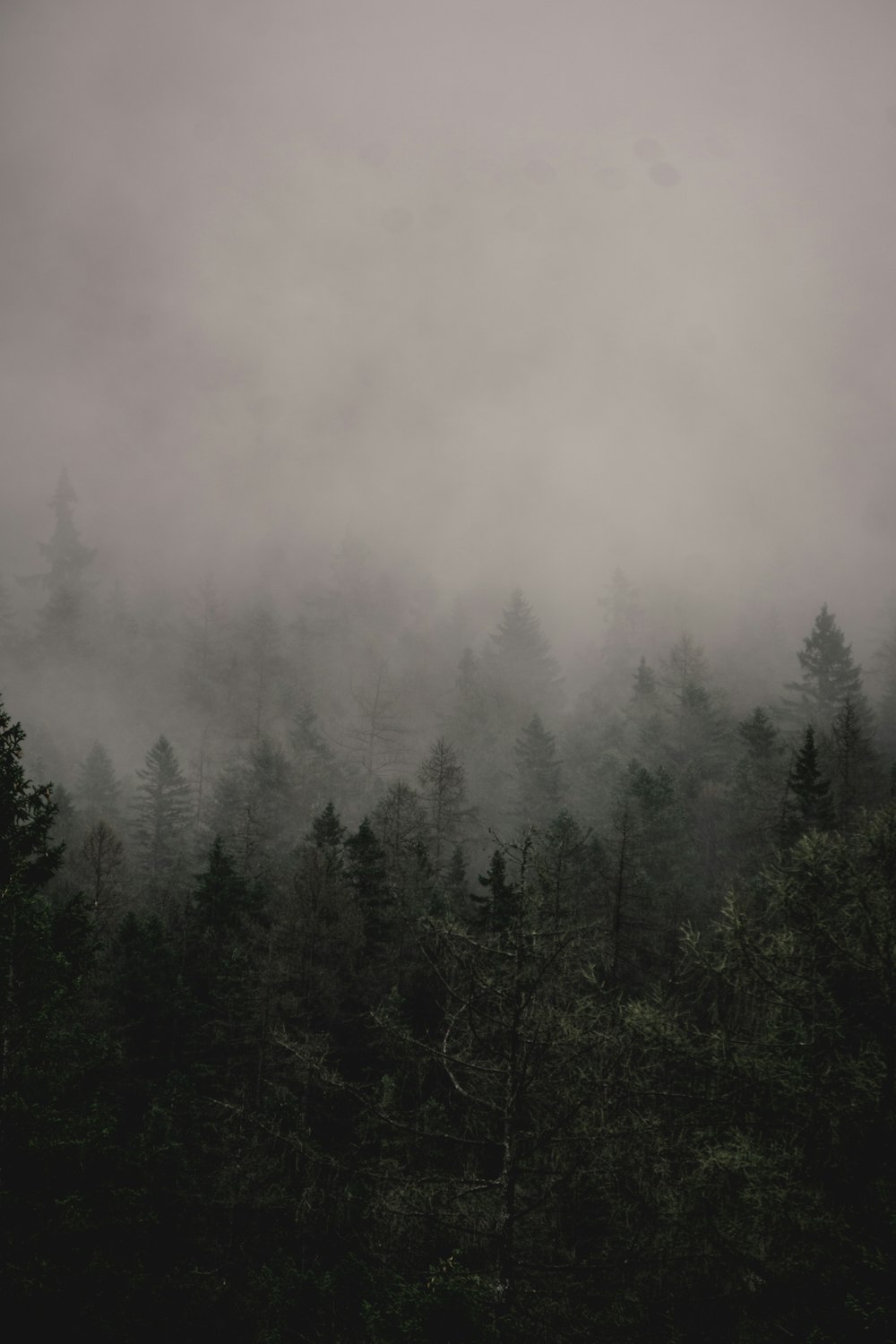 a forest filled with lots of trees covered in fog