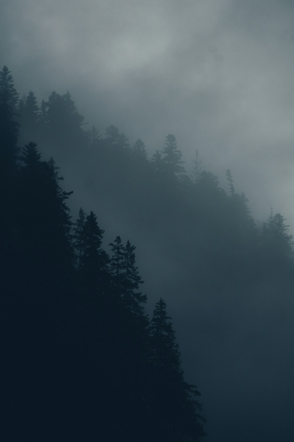 a black and white photo of a foggy forest