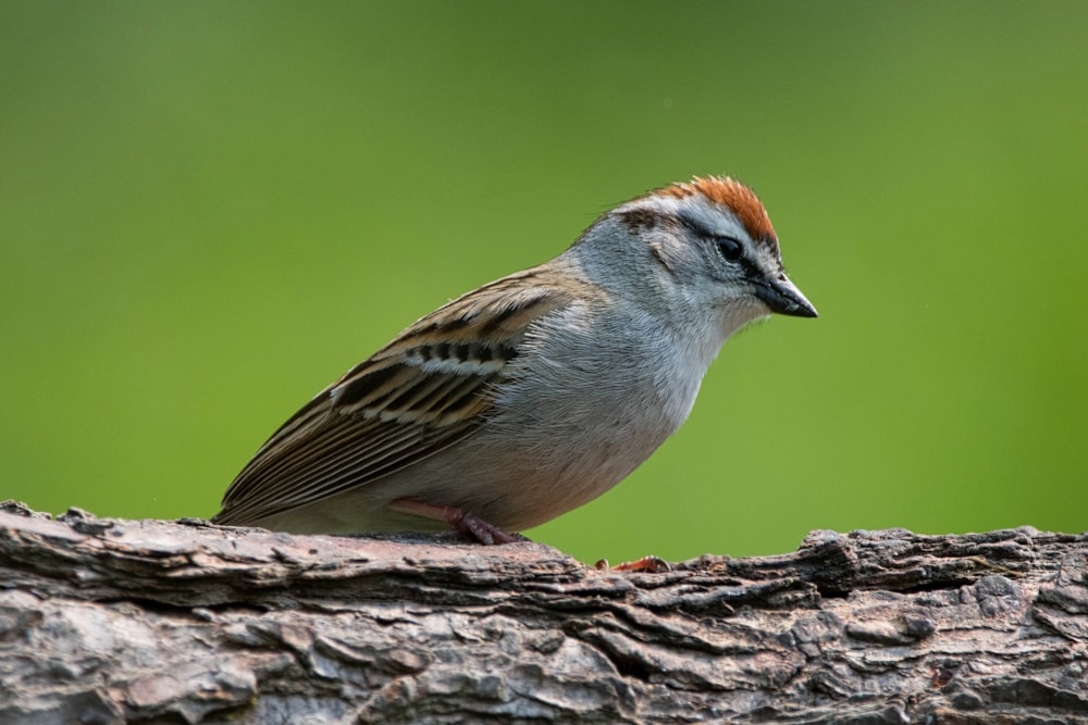 a small bird perched on a tree branch