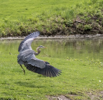 a large bird flying over a body of water