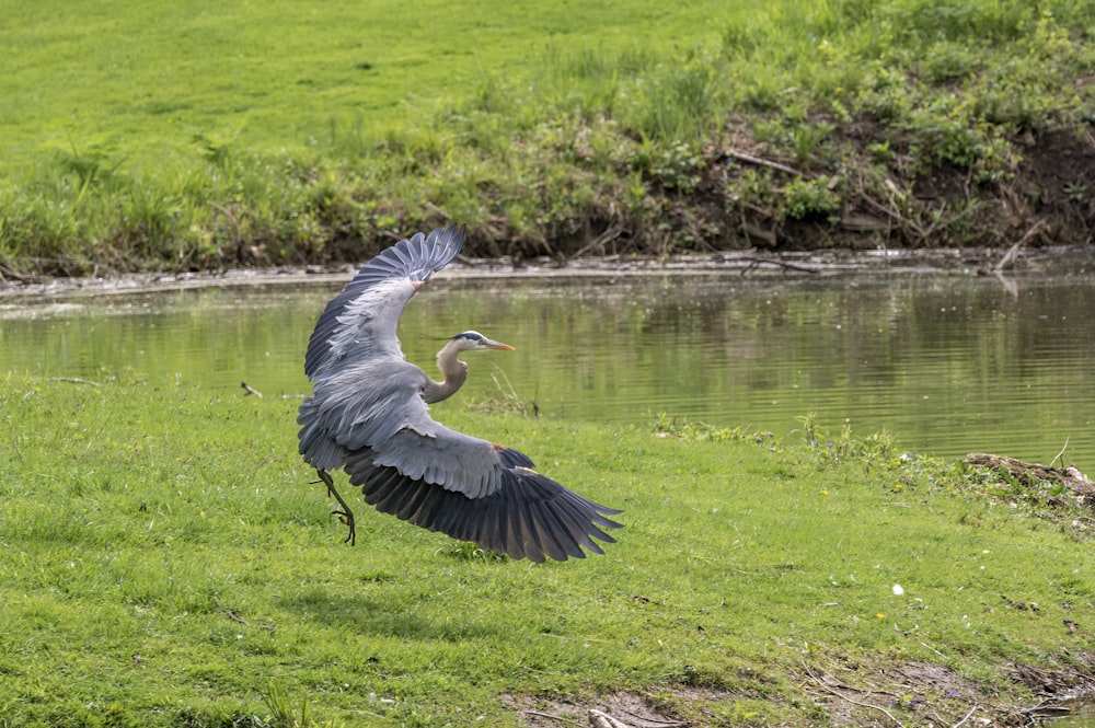 Un grande uccello che vola sopra uno specchio d'acqua