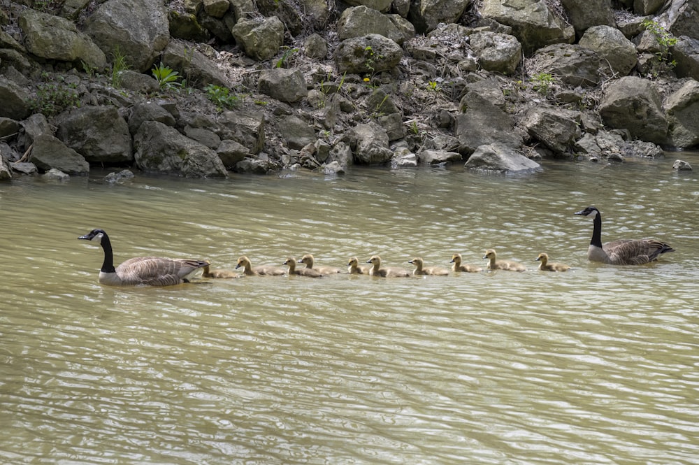 a flock of ducks floating on top of a lake