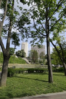 A green park with tall trees in the foreground and two tall buildings in the background stands under a clear sky. The trees have lush green leaves, and the grass is well-maintained, creating a vibrant natural scene within an urban setting.