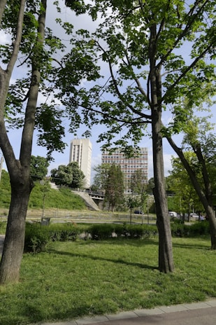 A green park with tall trees in the foreground and two tall buildings in the background stands under a clear sky. The trees have lush green leaves, and the grass is well-maintained, creating a vibrant natural scene within an urban setting.