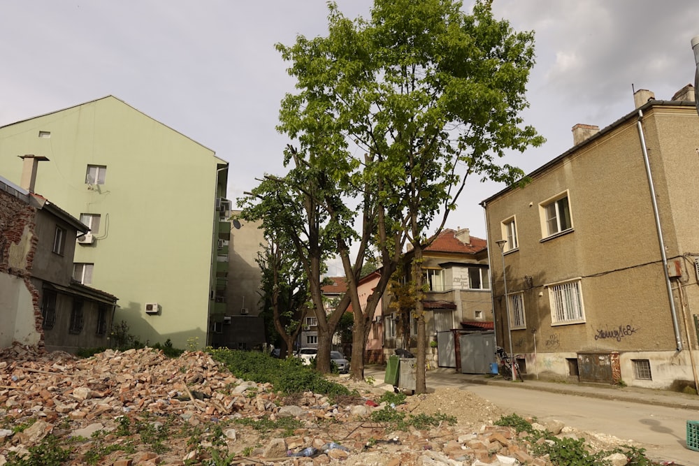 a tree in the middle of a pile of rubble