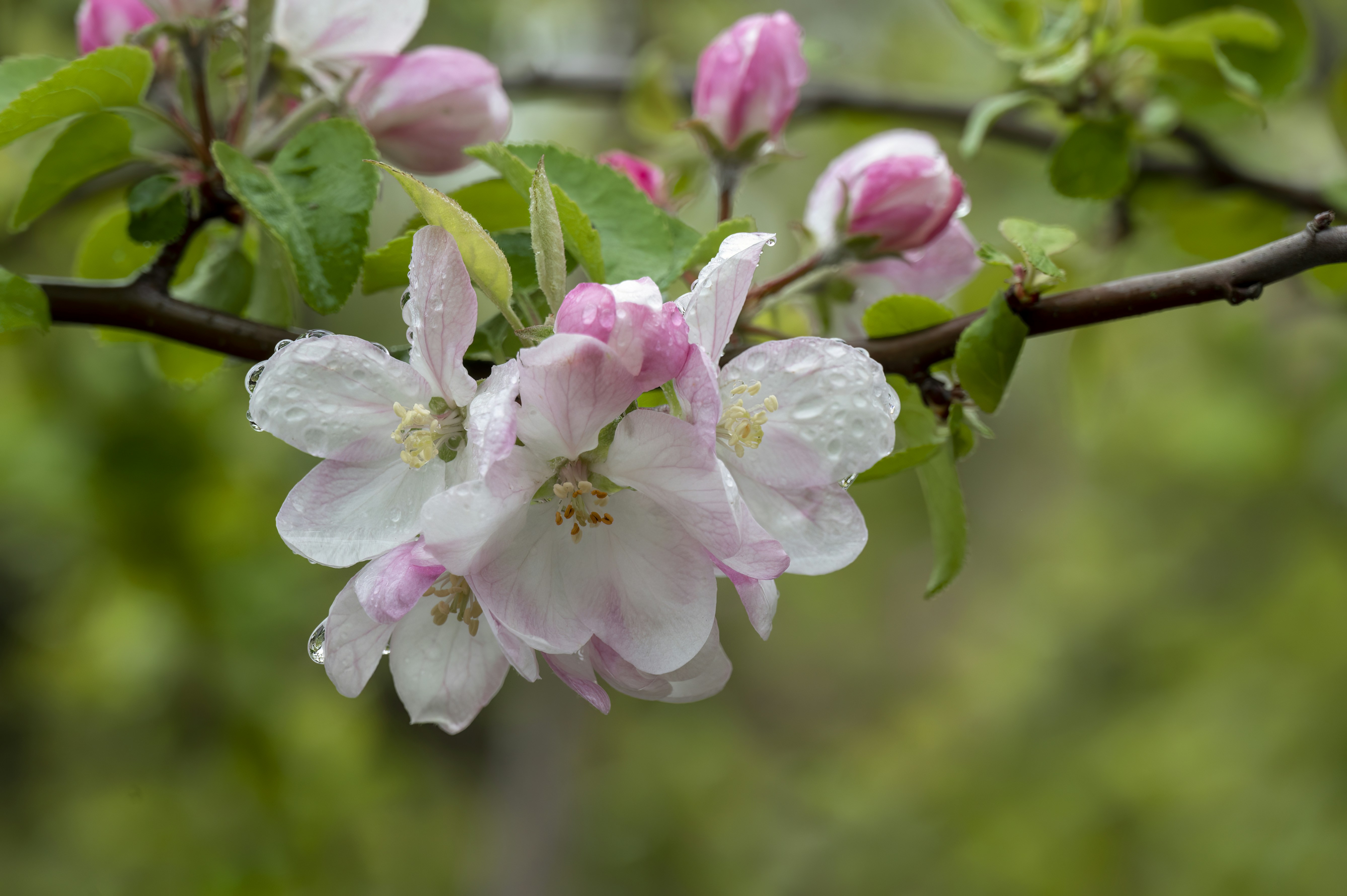 Photo by cholewinski