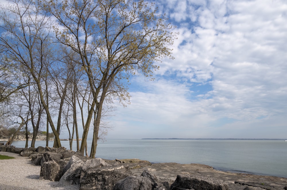 a couple of trees sitting next to a body of water