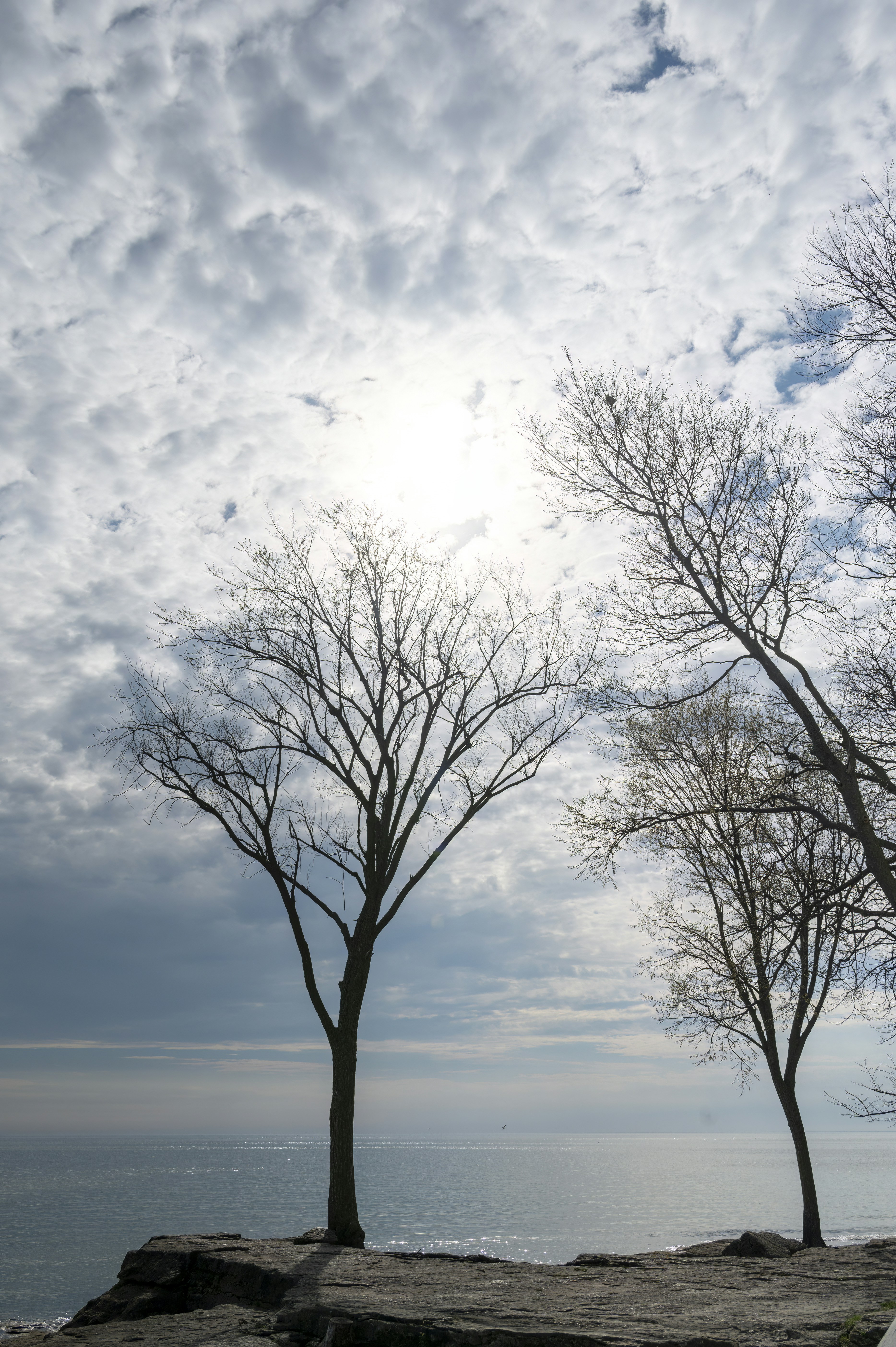a couple of trees that are standing in the dirt