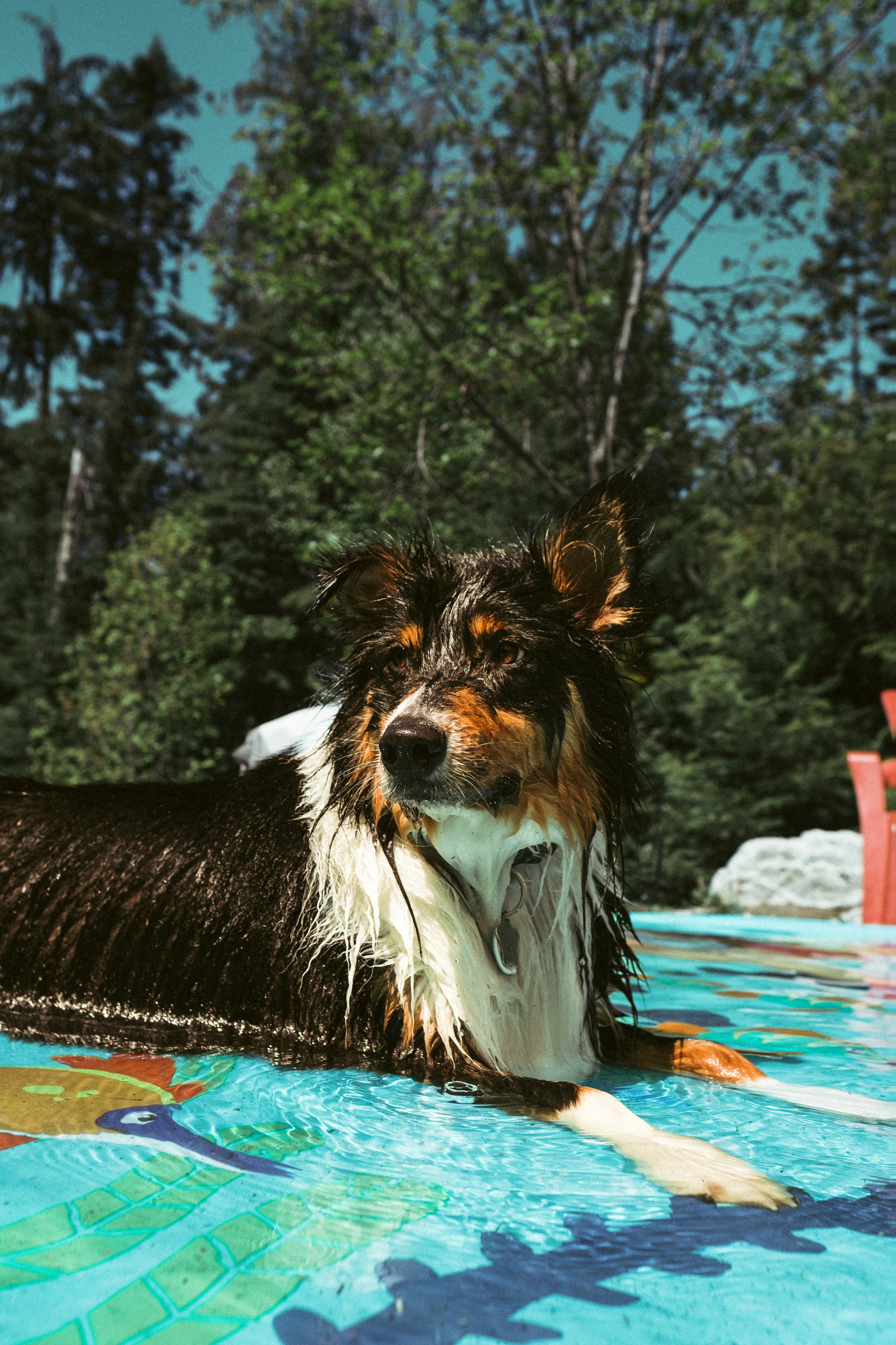 un chien qui nage dans une piscine