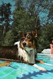 A happy dog splashing in the dog-friendly pool surrounded by green trees under sunny weather.