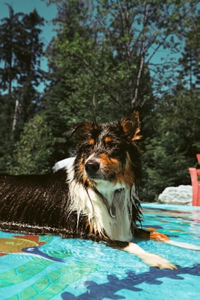 A happy dog splashing in the dog-friendly pool surrounded by green trees under sunny weather.