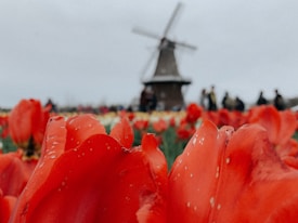 A close-up view of vibrant red tulips with some white speckles on the petals fills the foreground. In the background, a windmill is slightly blurred, surrounded by scattered groups of people, creating a sense of a busy, yet peaceful, rural scene.