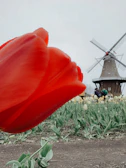 A large red tulip is in close-up in the foreground, with a field of yellow tulips and a windmill in the background. The sky is overcast, creating a muted atmosphere. Several people are visible near the windmill, adding a sense of scale.