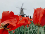Bright red tulips dominate the foreground of a field, with a traditional windmill in the background. The sky appears overcast, and there are a few silhouetted people visible near the windmill.