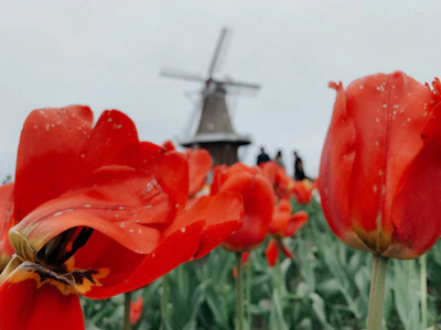 Bright red tulips dominate the foreground of a field, with a traditional windmill in the background. The sky appears overcast, and there are a few silhouetted people visible near the windmill.