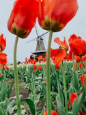 Large, vibrant red tulips dominate the foreground of a lush field. In the background, a traditional windmill is partially visible, adding a Dutch cultural element to the scene. The sky is overcast, providing a muted contrast to the vivid colors of the flowers.