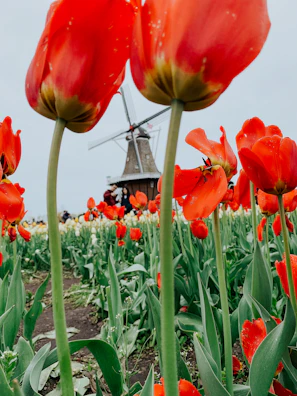 Large, vibrant red tulips dominate the foreground of a lush field. In the background, a traditional windmill is partially visible, adding a Dutch cultural element to the scene. The sky is overcast, providing a muted contrast to the vivid colors of the flowers.