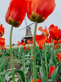 Large, vibrant red tulips dominate the foreground of a lush field. In the background, a traditional windmill is partially visible, adding a Dutch cultural element to the scene. The sky is overcast, providing a muted contrast to the vivid colors of the flowers.