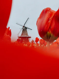 Vibrant tulip fields stretching to the horizon in the Netherlands with a classic windmill