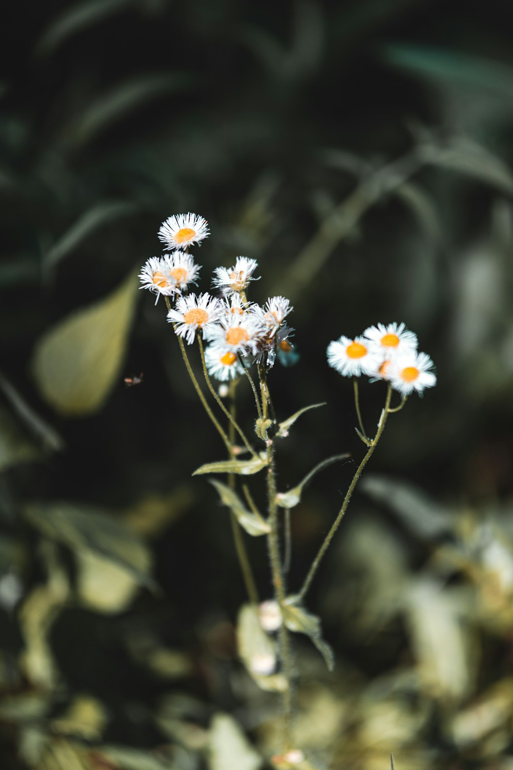 a close up of a bunch of daisies in a field