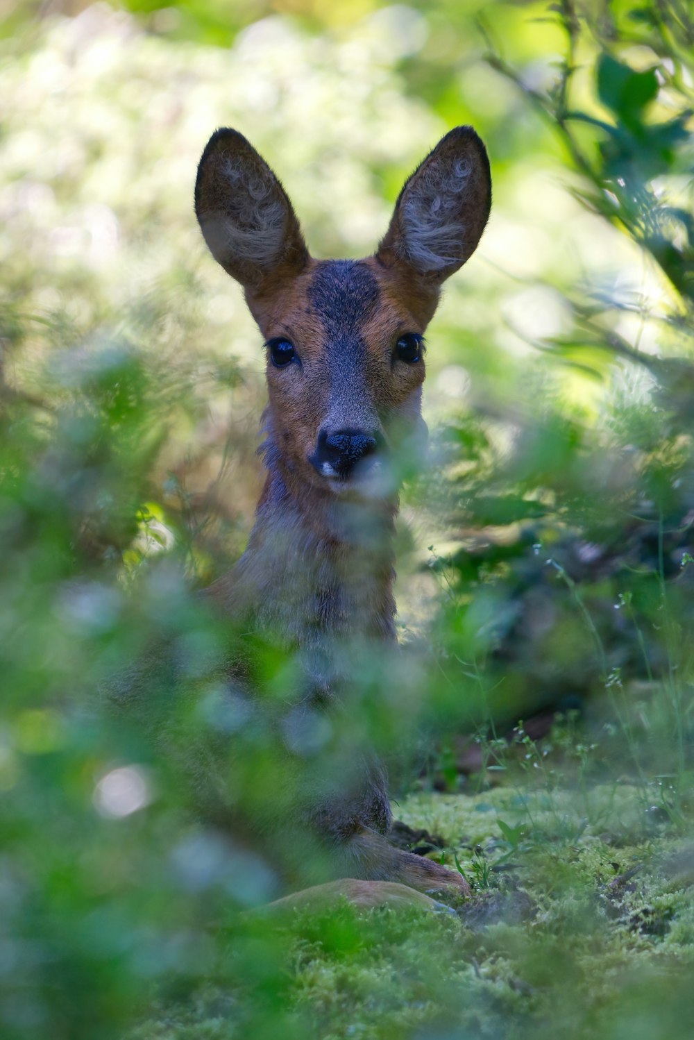 a small deer is sitting in the grass