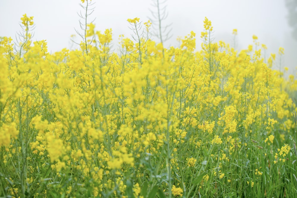 a field full of yellow flowers on a foggy day