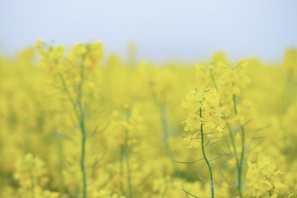 a field of yellow flowers with a blue sky in the background