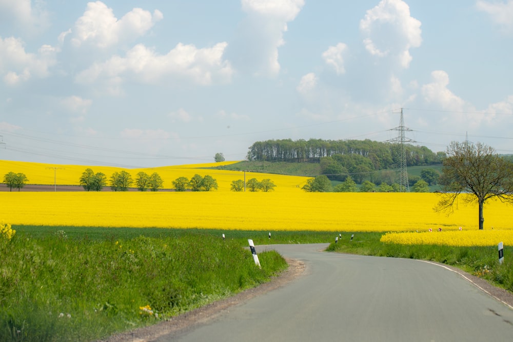 a road with a yellow field in the background