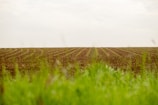 A quiet, sunlit field with young crops growing in neat rows, symbolizing new beginnings.
