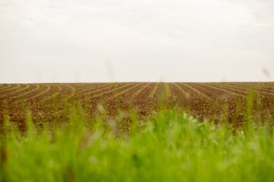 A vast agricultural field with rows of newly sprouting plants stretches towards the horizon. The foreground is filled with lush green grass, and the sky above is overcast with a soft, diffused light.