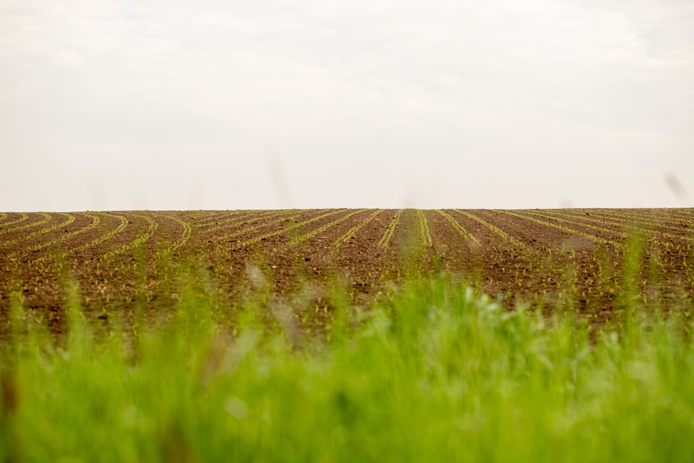 a large field of green grass with a sky in the background