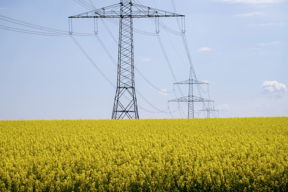 a field of yellow flowers and power lines