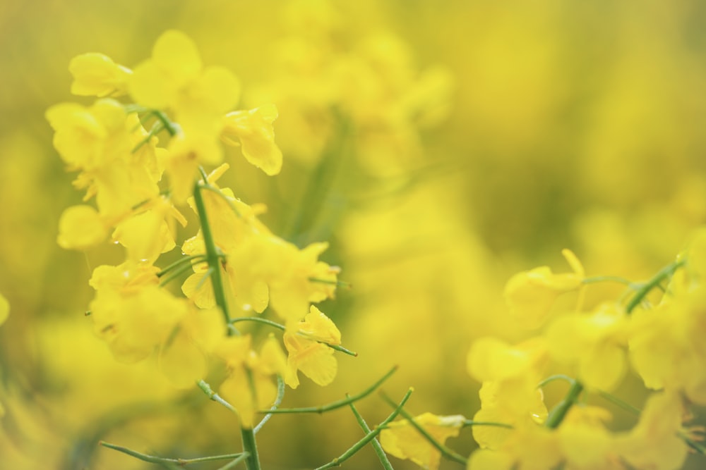 a close up of a bunch of yellow flowers