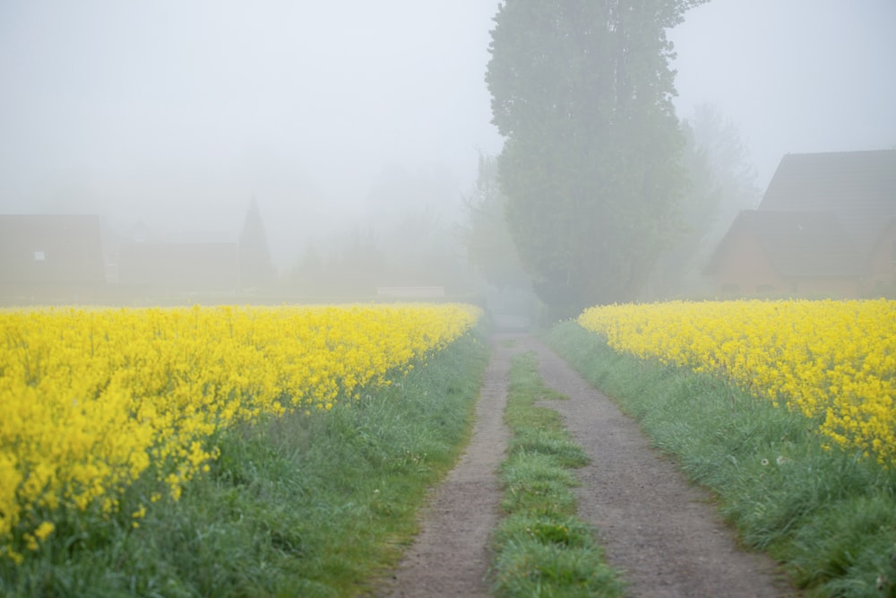 a foggy day in a field of yellow flowers