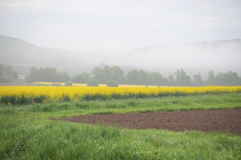 a foggy day in a field of yellow flowers