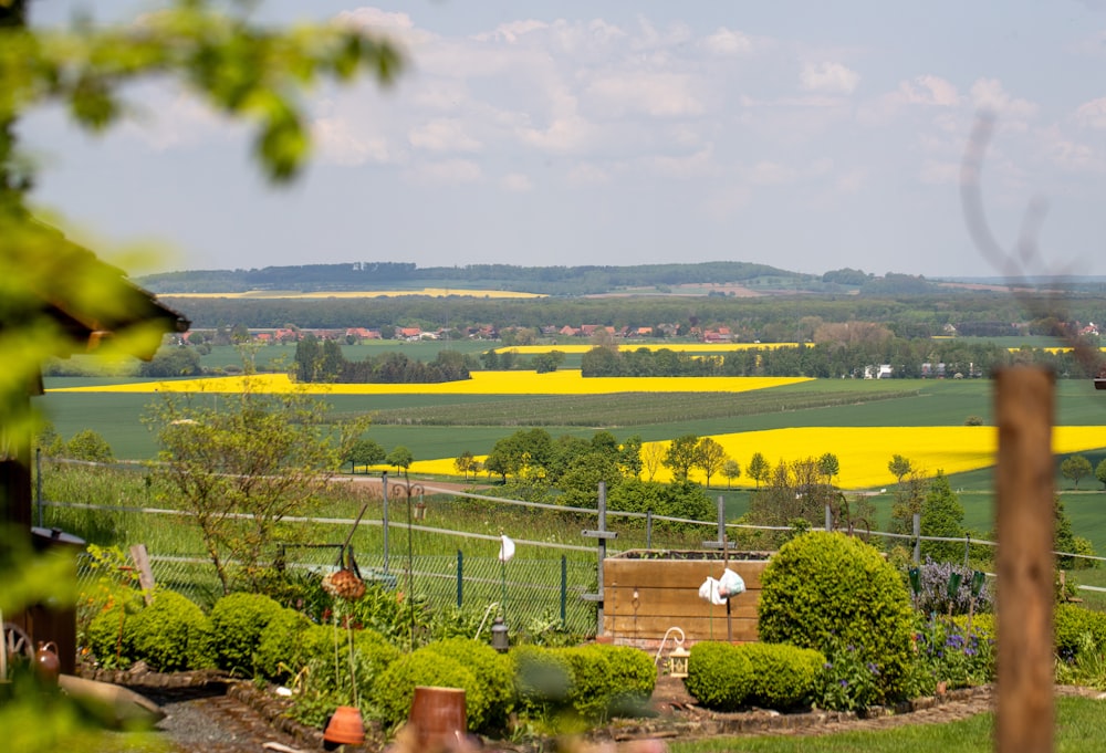 a view of a field of yellow flowers through a fence