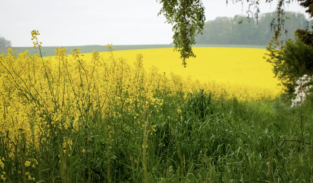 a field with yellow flowers and trees in the background