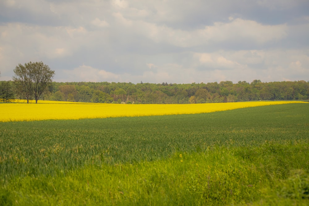 a field of green grass with trees in the background