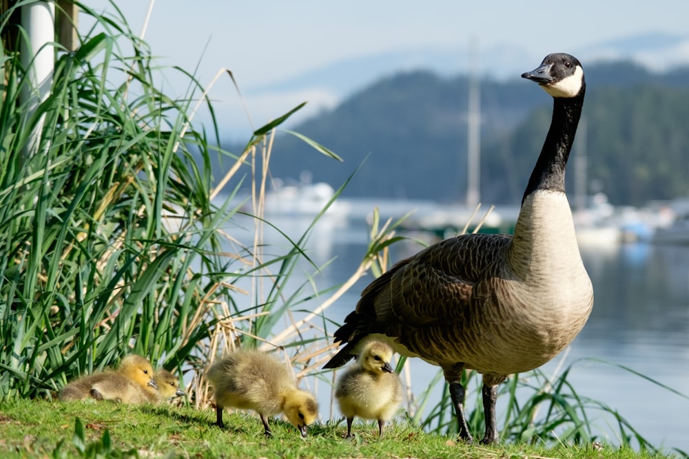 a mother goose with her two chicks by the water