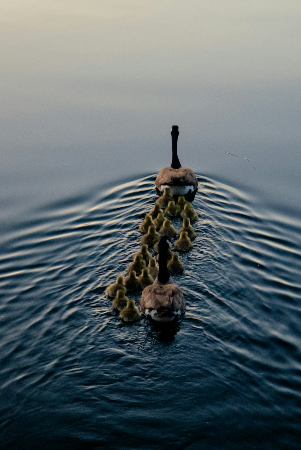 a duck floating on top of a body of water