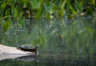 A turtle resting on a floating log with soft natural light around.