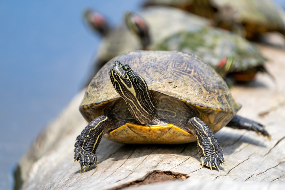 a group of turtles sitting on top of a wooden plank