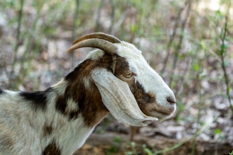 A goat with large, curved horns and long ears is standing in a natural outdoor setting. The goat's coat is a mix of white and brown patches. The background is blurred, featuring green foliage and hints of brown, suggesting a forest or wooded area.