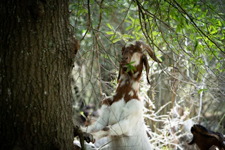 a brown and white goat standing next to a tree
